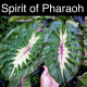  Колоказия Spirit of pharoah