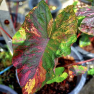 Колоказия Morning star