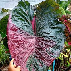 Колоказия Celebrity Pink