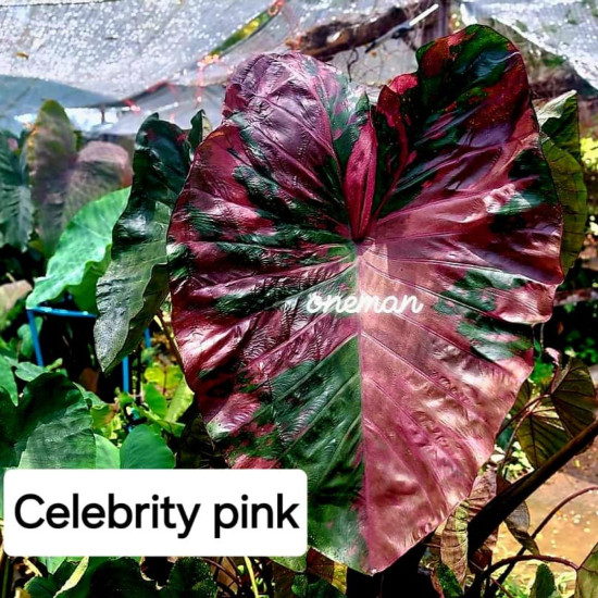 Колоказия Celebrity Pink