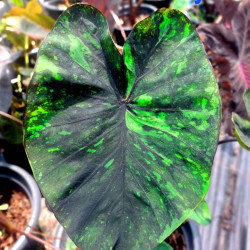 Колоказия Emerrad Galaxy