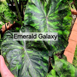 Колоказия Emerrad Galaxy