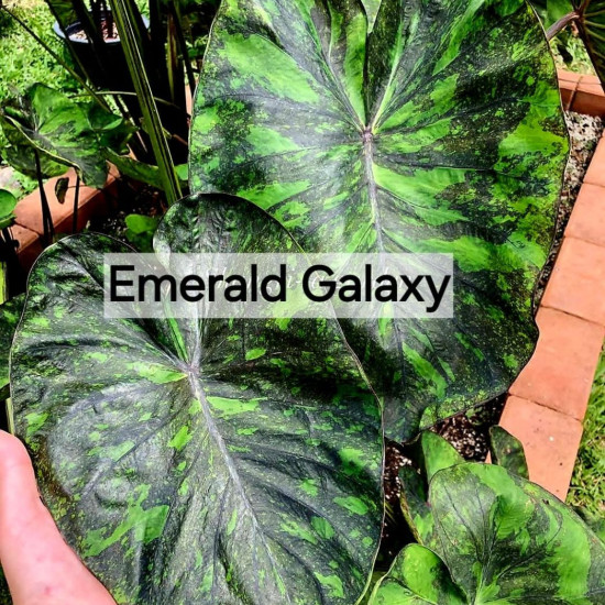 Колоказия Emerrad Galaxy