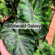 Колоказия Emerrad Galaxy Колоказия Emerrad Galaxy