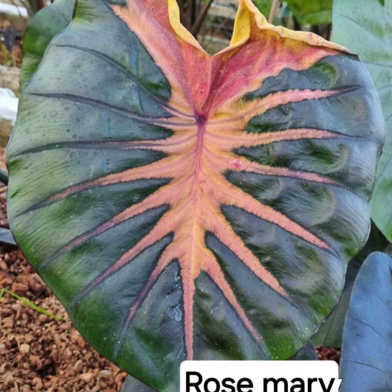  Колоказия  Rose mary.