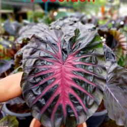  Колоказия  Poseidon