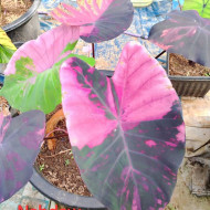  Колоказия Nabdow