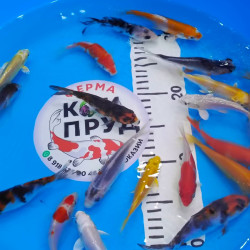 Карп кои премиум  израиль 13-15 см 