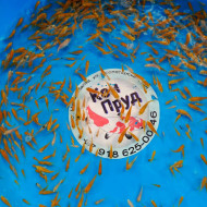 Вуалевый  Карп Кои Бабочка  (Butterfly)  Ассорти 1,5-3 см 