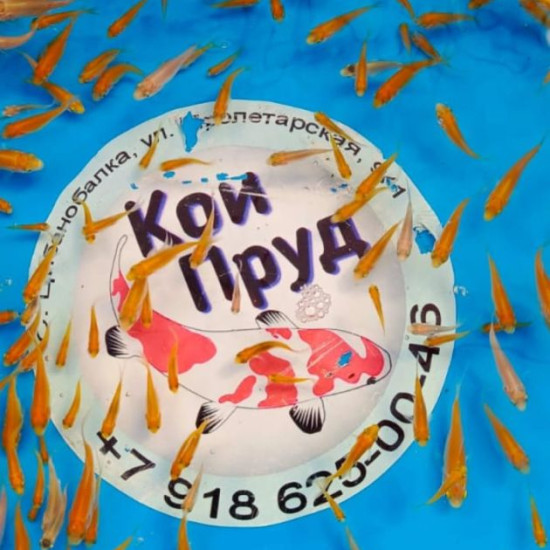 Вуалевый  Карп Кои Бабочка  (Butterfly)  Ассорти 2-3 см 