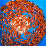 Карп кои Кохаку (красно-белые) 1,5-3 см 