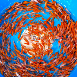 Карп кои Кохаку (красно-белые) 1,5-3 см 