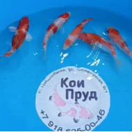 Карп кои Кохаку (красно-белые) 6-8 см 