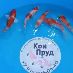 Карп кои Кохаку (красно-белые) 6-8 см  Карп кои Кохаку (красно-белые) 6-8 см