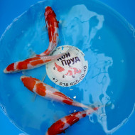 Карп кои Кохаку (красно-белые) 15-17 см