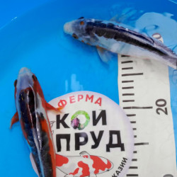  Шисуи японский карп кои премиум класса 20-22 см