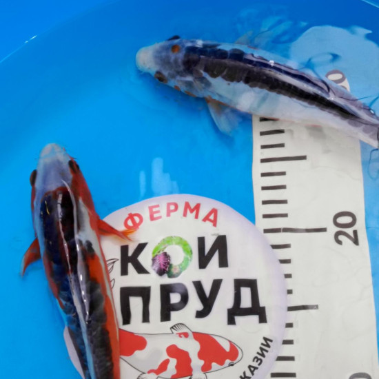 Шисуи японский карп кои премиум класса 20-22 см Шисуи японский карп кои премиум класса 20-22 см