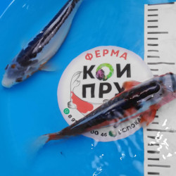  Шисуи японский карп кои премиум класса 20-22 см
