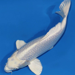 Карп кои премиум Израиль 6-8 см (платина)