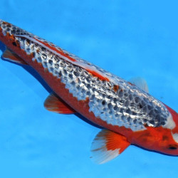 Карп кои премиум Израиль 10-11см ( Асаги ГИН-РИН)