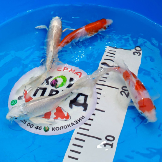 Вуалевый Карп Кои Бабочка (Butterfly) Микс 18-20 см