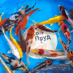 Карп кои премиум  израиль 17-20 см 