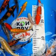 Карп кои премиум  израиль 14-20 см 