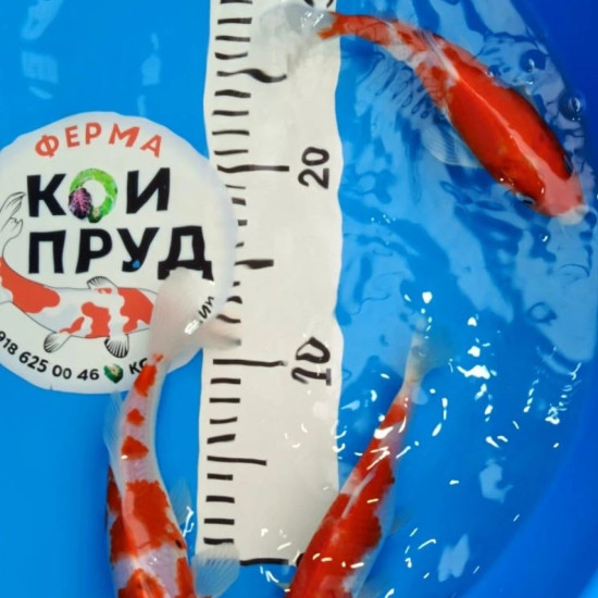 Карп кои Кохаку (красно-белые) 17-20см