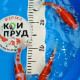 Карп кои Кохаку (красно-белые) 17-20см