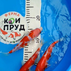 Карп кои Кохаку (красно-белые) 17-20см