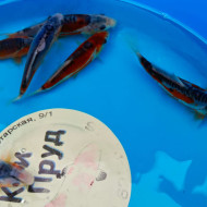 Шисуи японский карп кои премиум класса 12-14  см