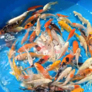  Карп Кои Микс 10-13  см  "класс А"