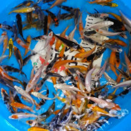  Карп Кои Микс 8-10 см