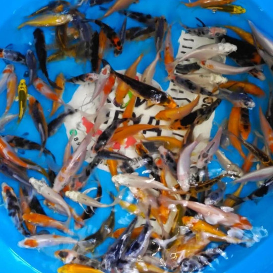  Карп Кои Микс 8-10 см