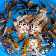  Карп Кои Микс 8-10 см