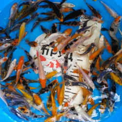  Карп Кои Микс 8-10 см