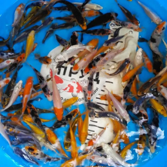  Карп Кои Микс 8-10 см