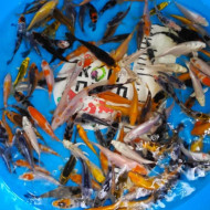  Карп Кои Микс 8-10 см