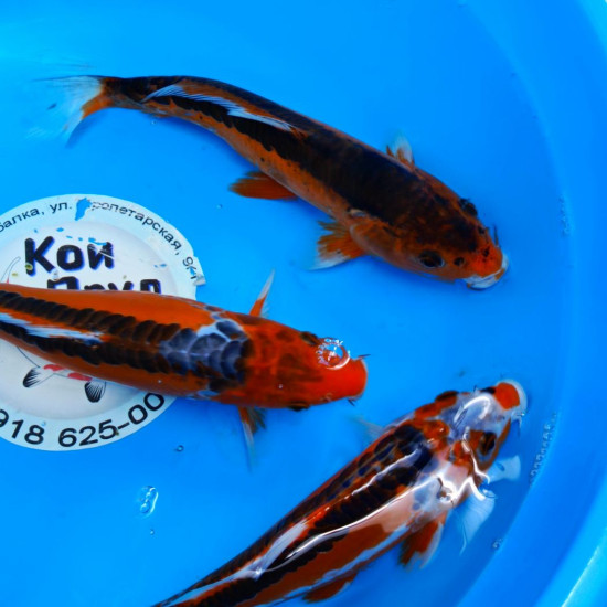 Шисуи ханна премиум класс ААА 22-25 см Шисуи ханна премиум класс ААА 22-25 см