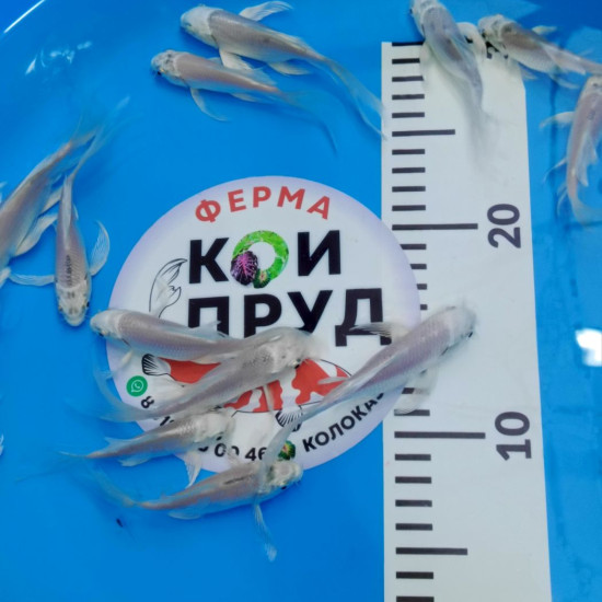 Вуалевый  Карп Кои Бабочка  (Butterfly)  платина 6-8 см 
