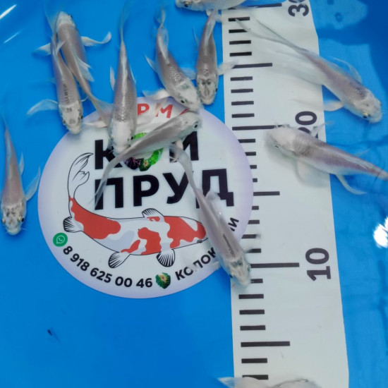 Вуалевый  Карп Кои Бабочка  (Butterfly)  платина 6-8 см 