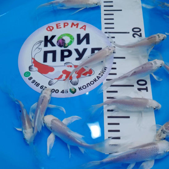 Вуалевый Карп Кои Бабочка (Butterfly) Платина 10-13 см Вуалевый Карп Кои Бабочка (Butterfly) Платина 10-13 см