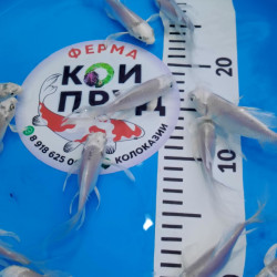 Вуалевый  Карп Кои Бабочка  (Butterfly)  Платина 10-13 см 