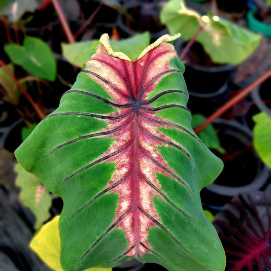 Колоказия Angel Mask Колоказия Angel Mask