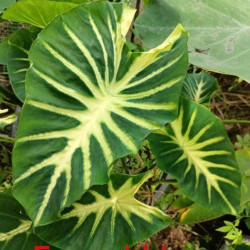  Колоказия  Emerrad lava