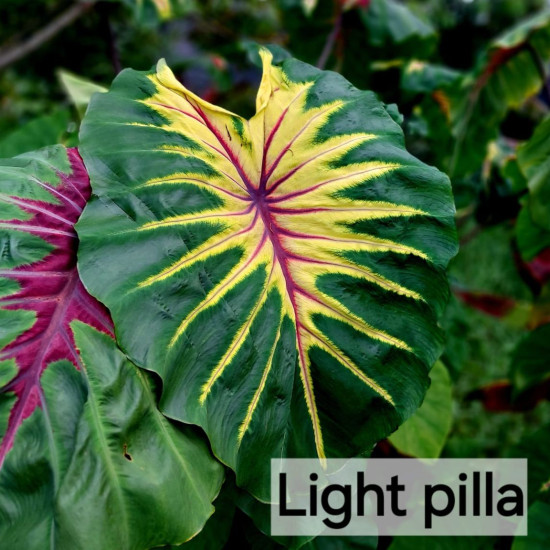 Колоказия  Light Pillar