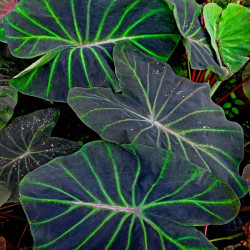  Колоказия Lightsaber