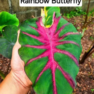  Колоказия  Rain bow Butterfry