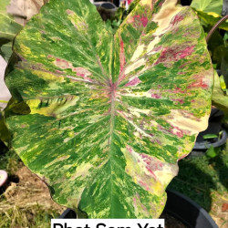 Колоказия  Phet sam yot