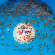  Шисуи-шисуи ханна 4-5 см